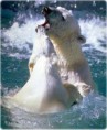 /album/galeria-de-fotos1/dinamiza%c3%a7%c3%a3o%20de%20especies-jpg1/